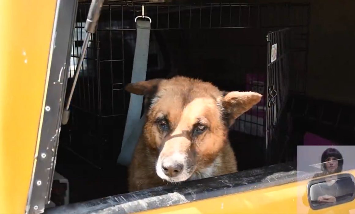 Recuperan a 'Lobito' en Naucalpan: de la agresión a un nuevo hogar