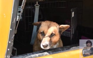 Recuperan a 'Lobito' en Naucalpan: de la agresión a un nuevo hogar