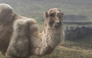Refuerza Edomex cuidados a la fauna de Zacango ante temporada invernal