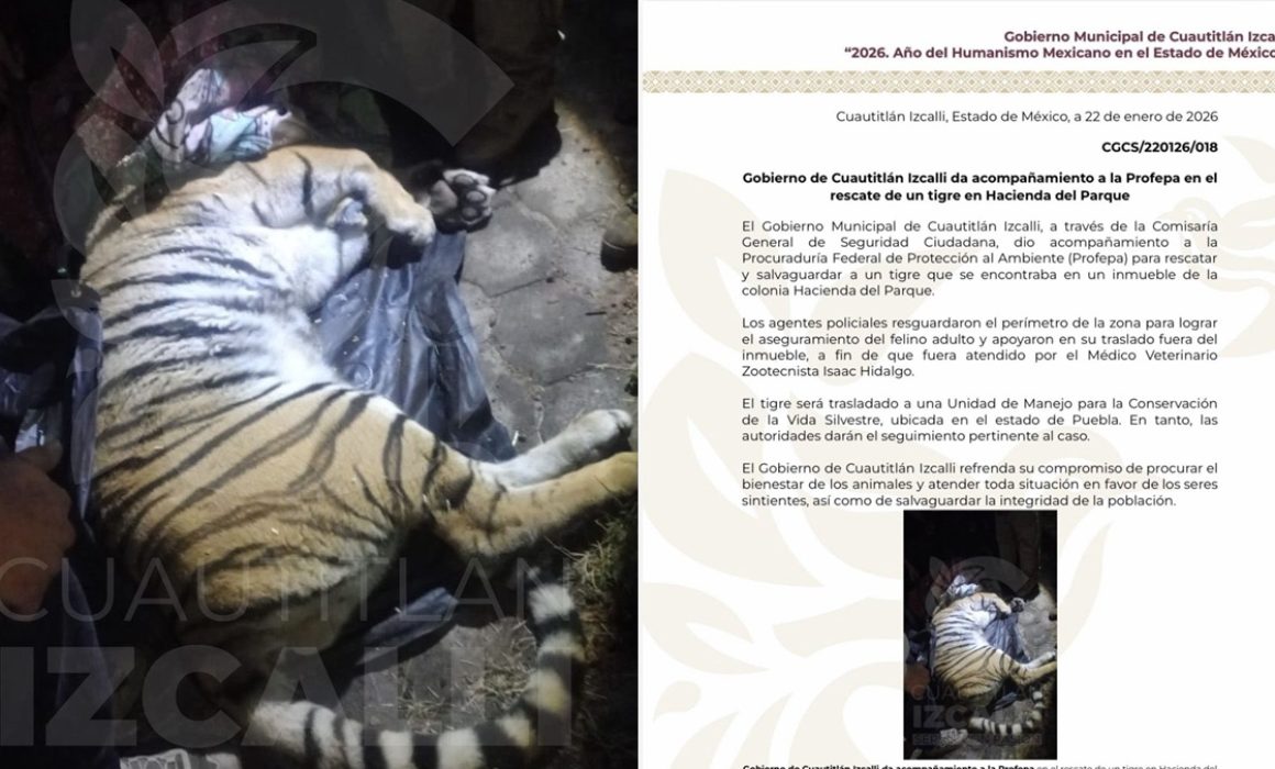 Rescata Cuautitlán Izcalli y la PROFEPA a tigre dentro de inmueble