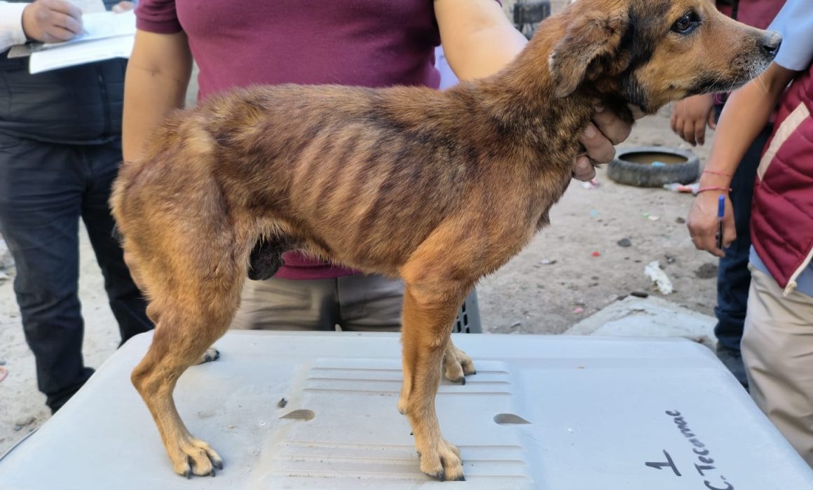 Rescatan a 14 perros maltratados en Chicoloapan tras denuncia viral