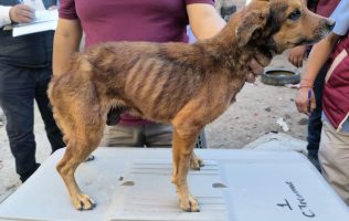 Rescatan a 14 perros maltratados en Chicoloapan tras denuncia viral