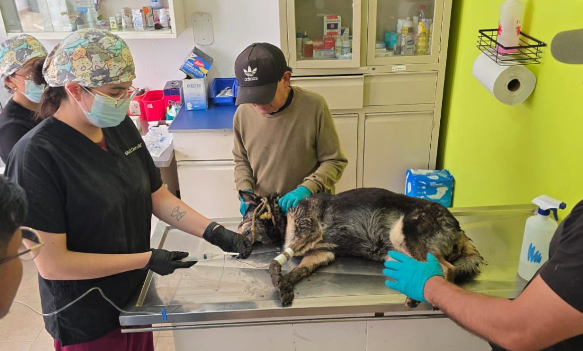 Rescatan autoridades de Toluca a perrita envenenada en Tlacotepec