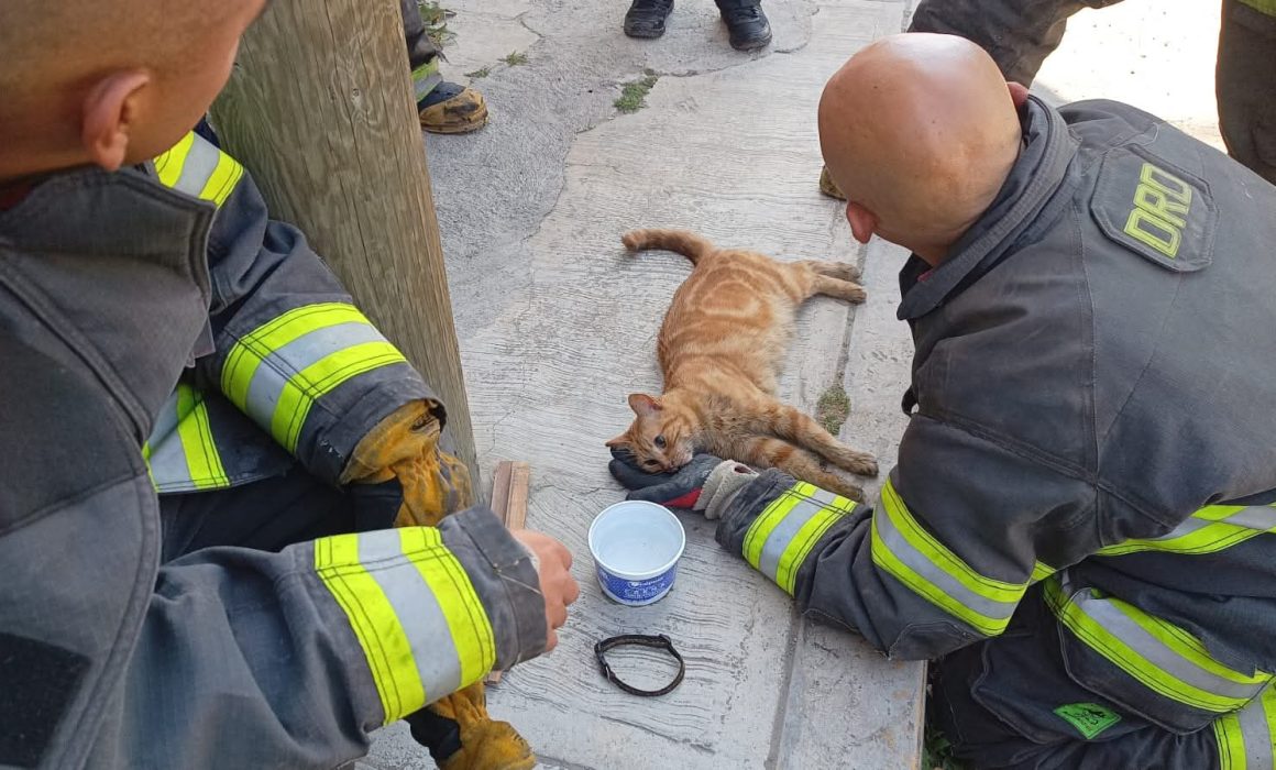 Rescatan bomberos a gato tras incendio en vivienda de Toluca