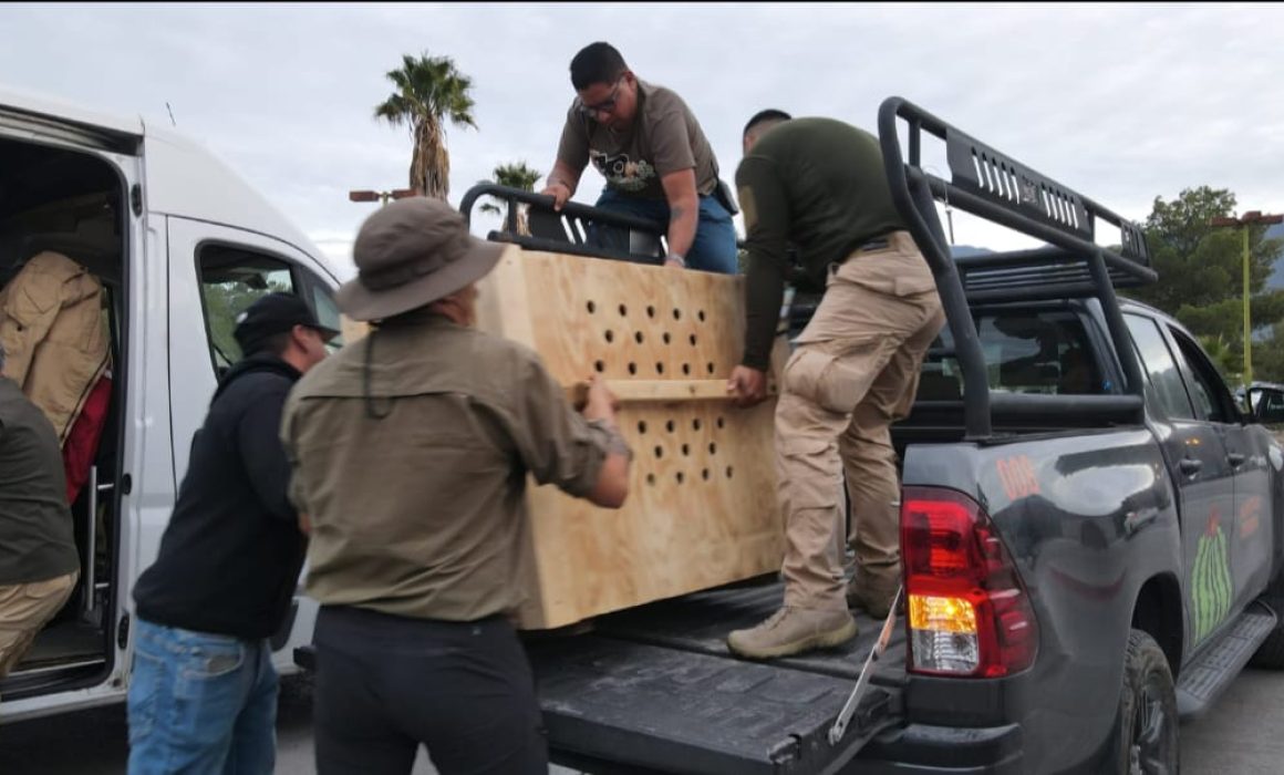 Trasladan 4 lobos grises del Edomex a Coahuila para su preservación