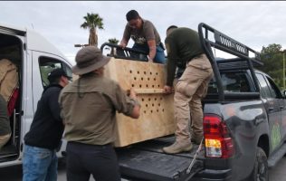 Trasladan 4 lobos grises del Edomex a Coahuila para su preservación