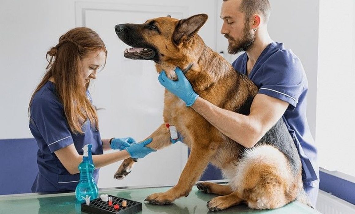 Acerca Tlalnepantla servicios integrales de salud animal
