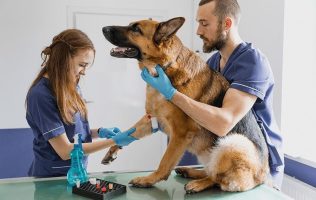 Acerca Tlalnepantla servicios integrales de salud animal
