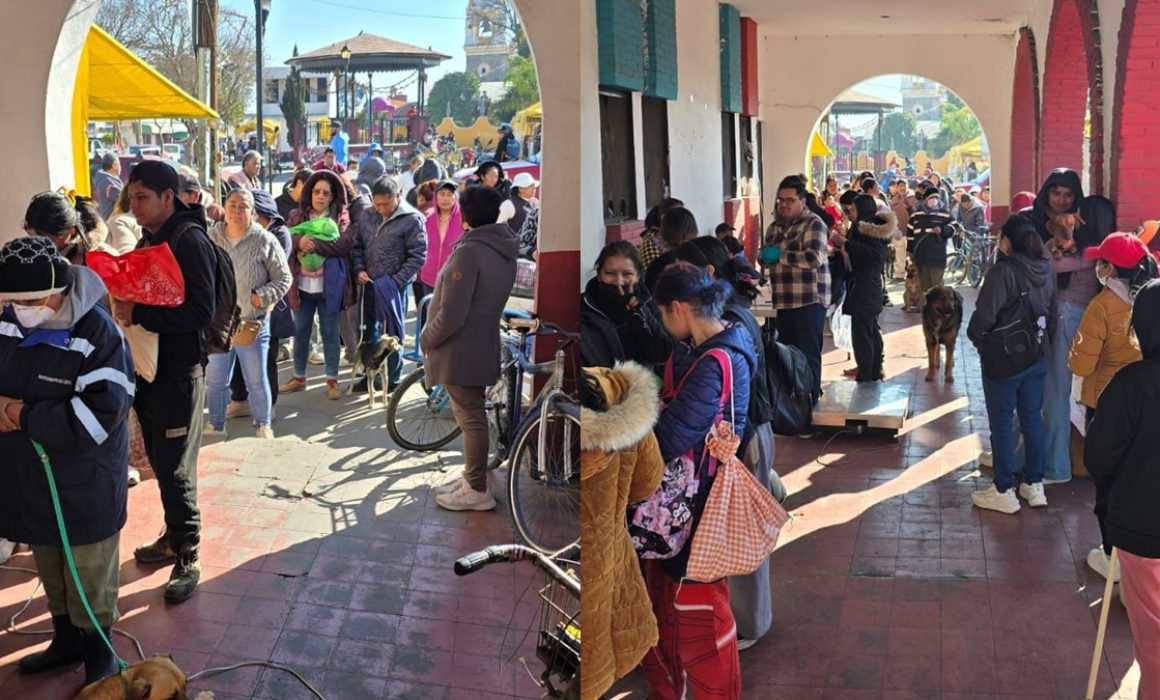 Aplican 75 vacunas y 115 cirugías en jornada animal en Toluca