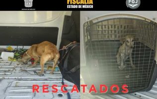 Asegura FGJEM a 2 perros maltratados en vivienda de Valle de Bravo