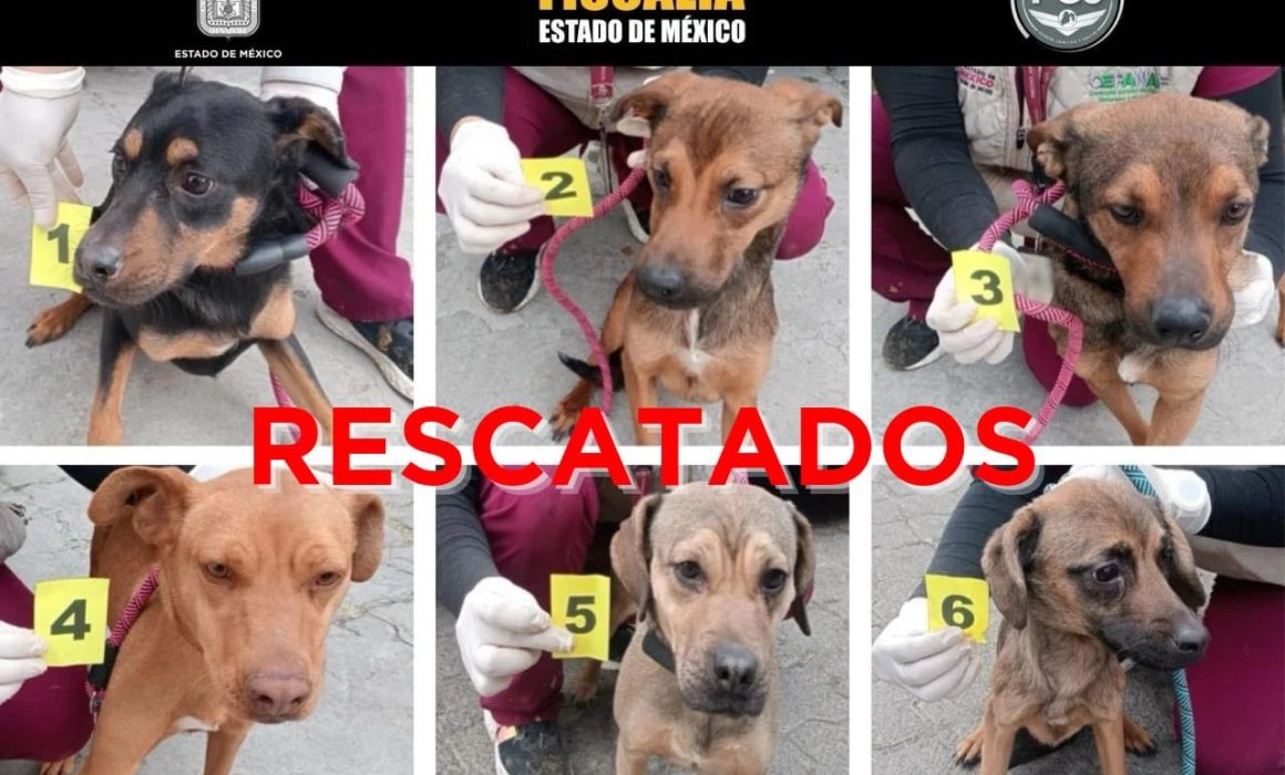 Asegura la FGJEM y CEPANAF 6 perros víctimas de maltrato en Ixtapaluca