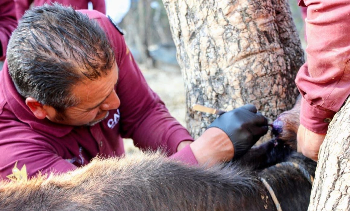Atienden autoridades brotes de gusano barrenador en Tlatlaya y Amatepec