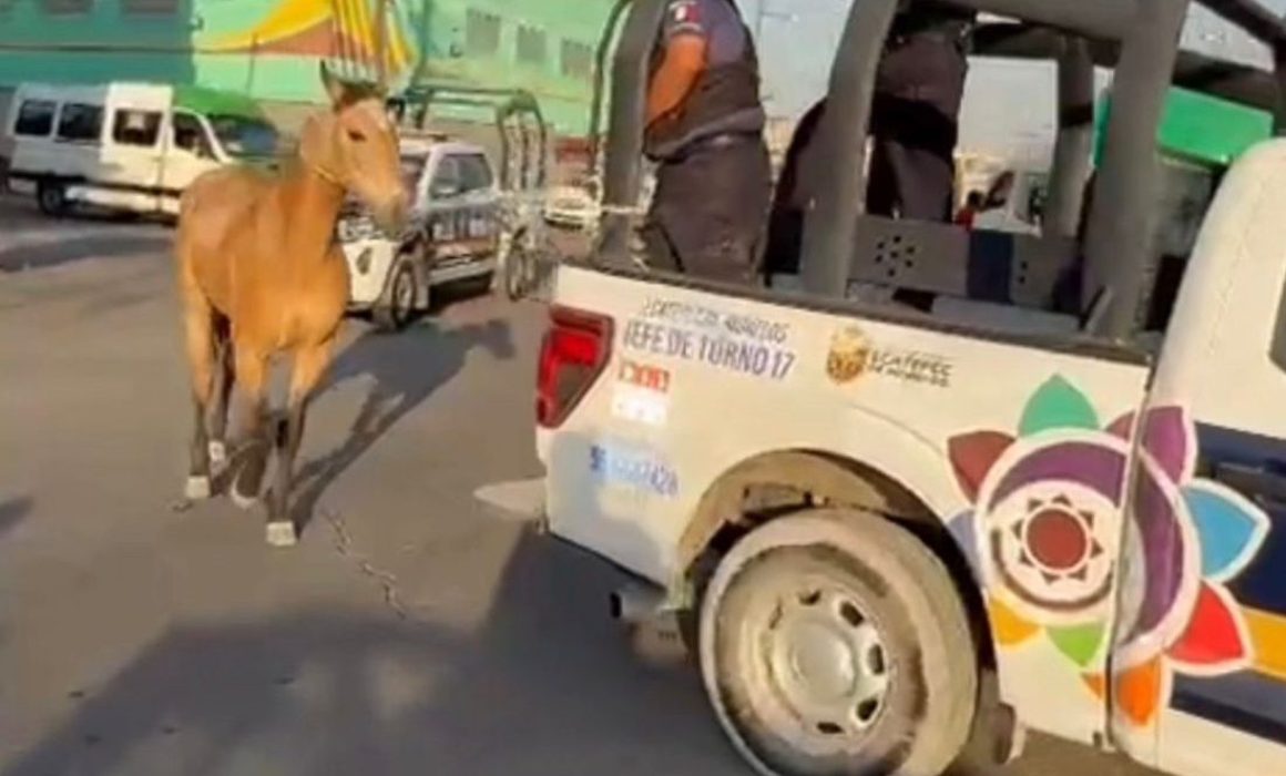 Capturan a caballo extraviado en Las Américas Ecatepec
