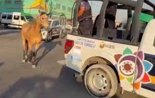Capturan a caballo extraviado en Las Américas Ecatepec