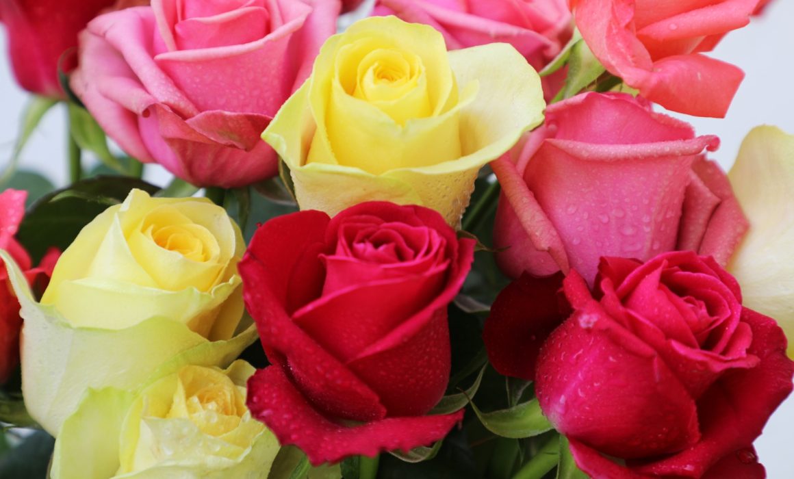 Celebra San Valentín con rosas 100% mexiquenses