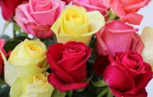 Celebra San Valentín con rosas 100% mexiquenses