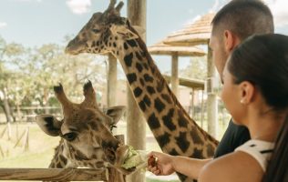Celebra el 14 de febrero con Zacango y la Cineteca Mexiquense