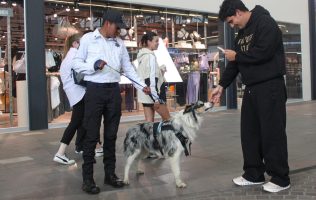 Construyen un Metepec más seguro con vigilancia canina en plazas
