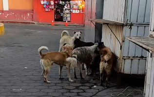 Denuncian ataques de perros callejeros en Amecameca; exigen redadas