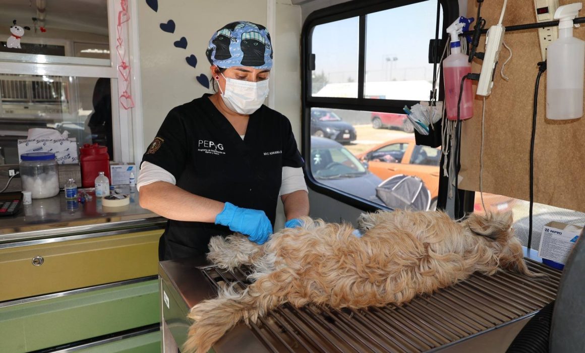 Esterilización, clave para enfrentar la sobrepoblación de perros y gatos