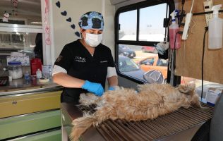 Esterilización, clave para enfrentar la sobrepoblación de perros y gatos