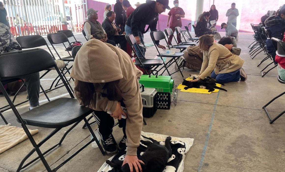 Impulsa Tecámac campañas gratuitas de esterilización para mascotas