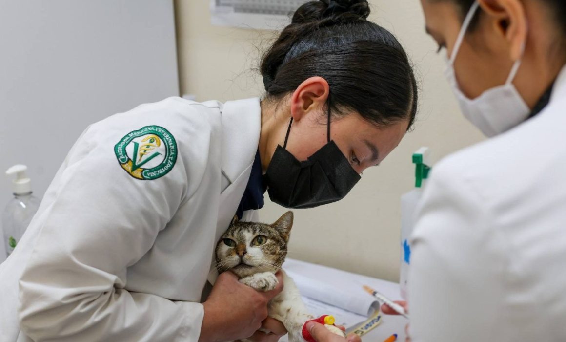 Promueve UAEMex responsabilidad para mejorar la vida de los gatos