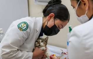 Promueve UAEMex responsabilidad para mejorar la vida de los gatos