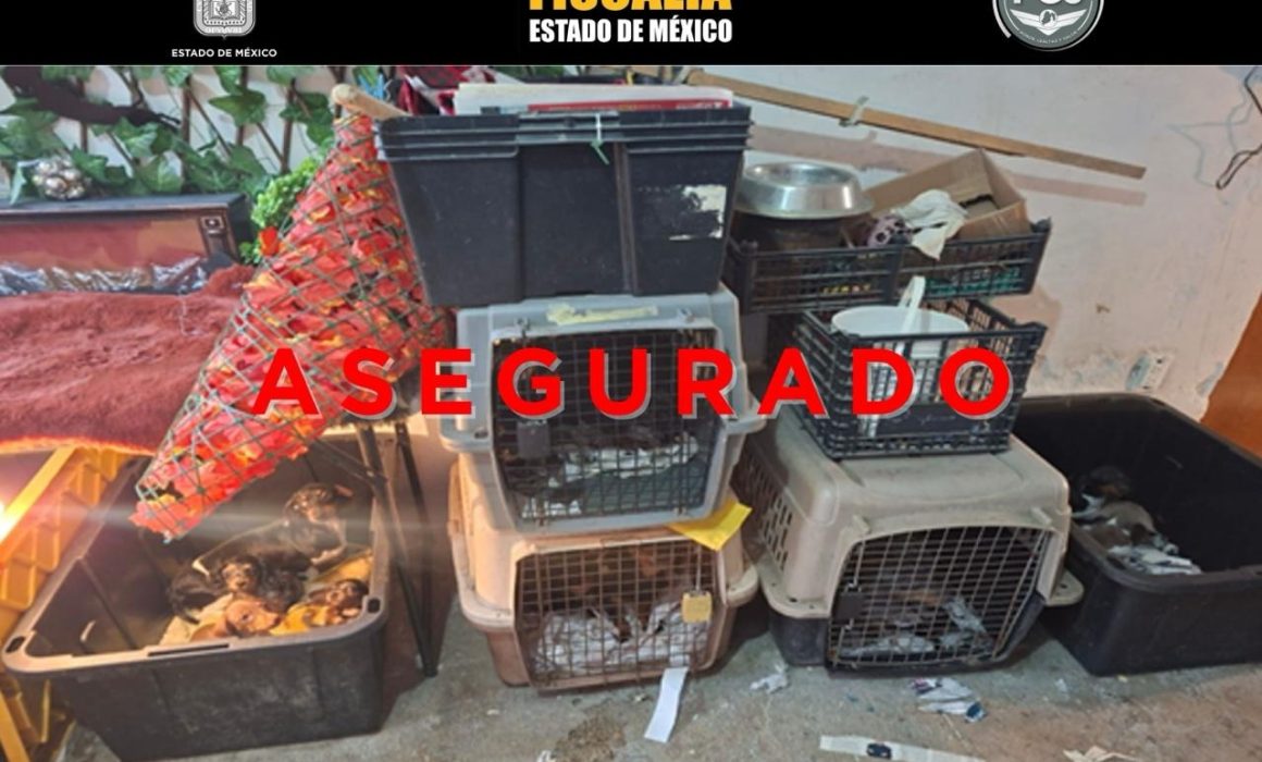 Permanecen en revisión 102 animales salvados por maltrato en Tultepec