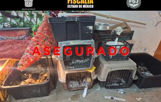 Permanecen en revisión 102 animales salvados por maltrato en Tultepec