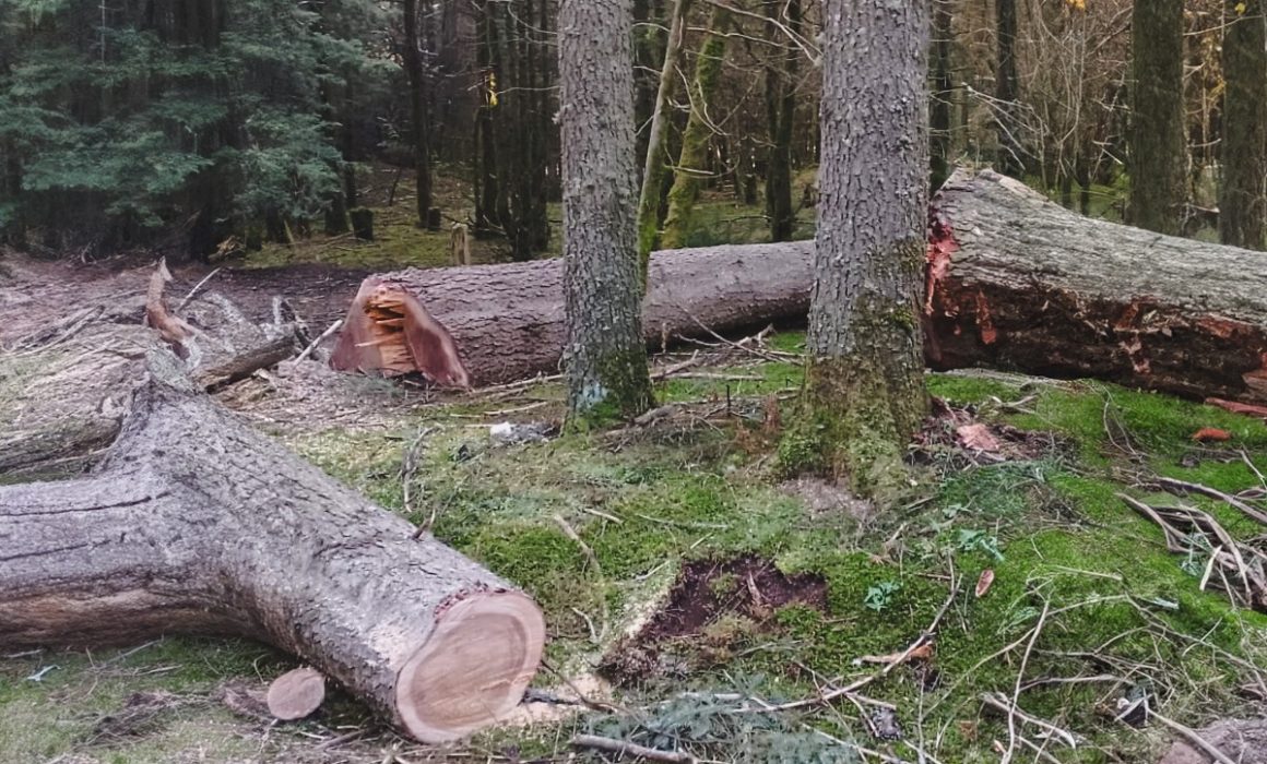Procesan a 3 por delitos forestales en Zinacantepec FGR y PROFEPA