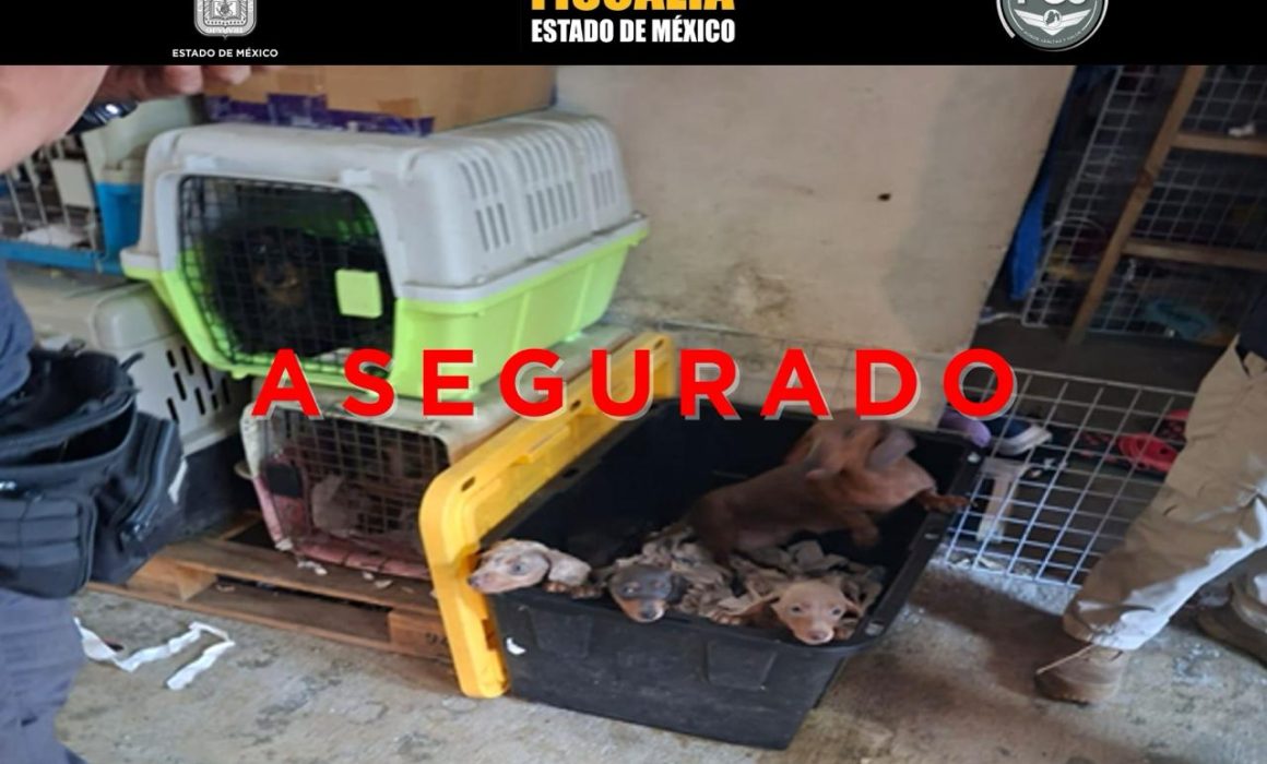 Rescata Fiscalía a 102 animales en Tultepec por presunto maltrato