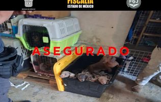 Rescata Fiscalía a 102 animales en Tultepec por presunto maltrato