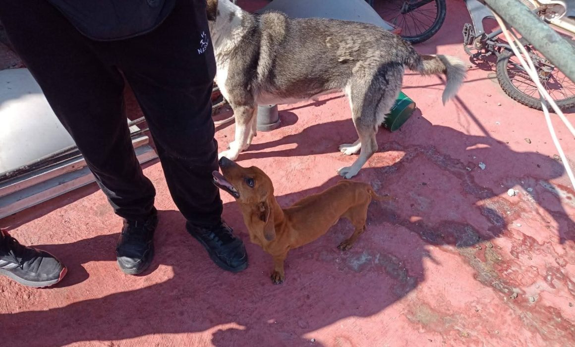 Rescatan a dos caninos en Ecatepec tras denuncia por maltrato