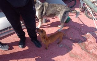Rescatan a dos caninos en Ecatepec tras denuncia por maltrato