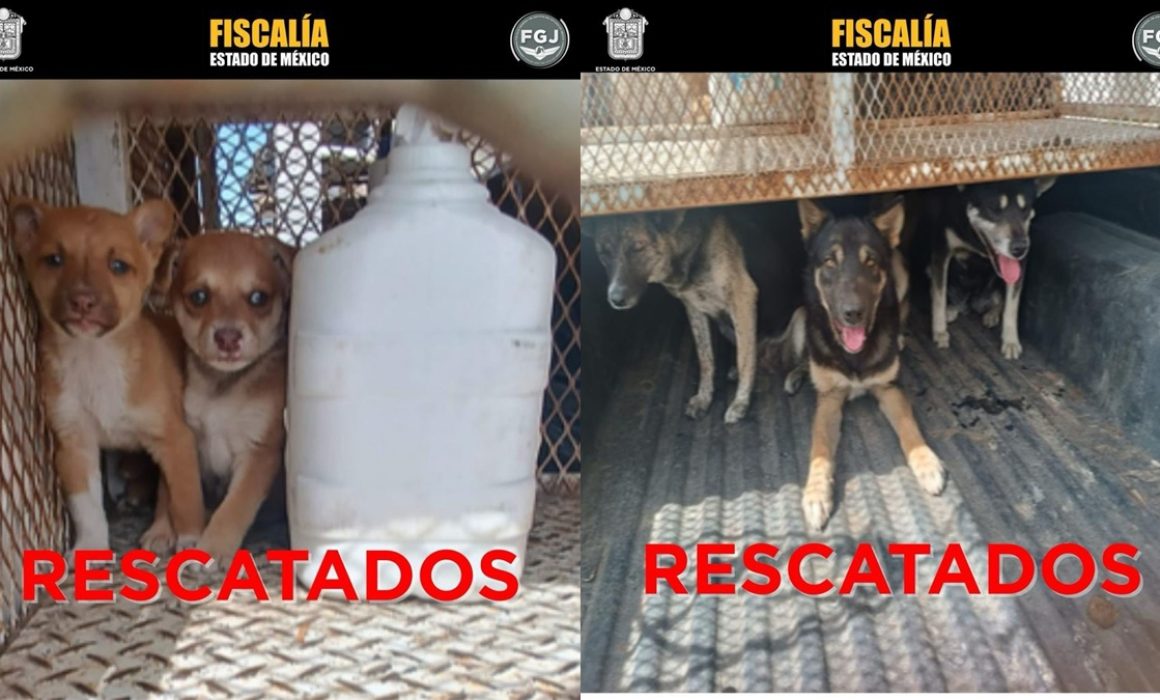 Rescatan en Toluca y Otzolotepec a 9 perros víctimas de maltrato