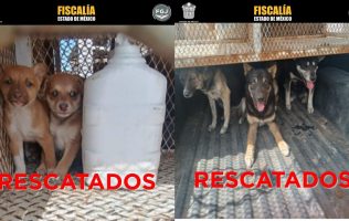 Rescatan en Toluca y Otzolotepec a 9 perros víctimas de maltrato