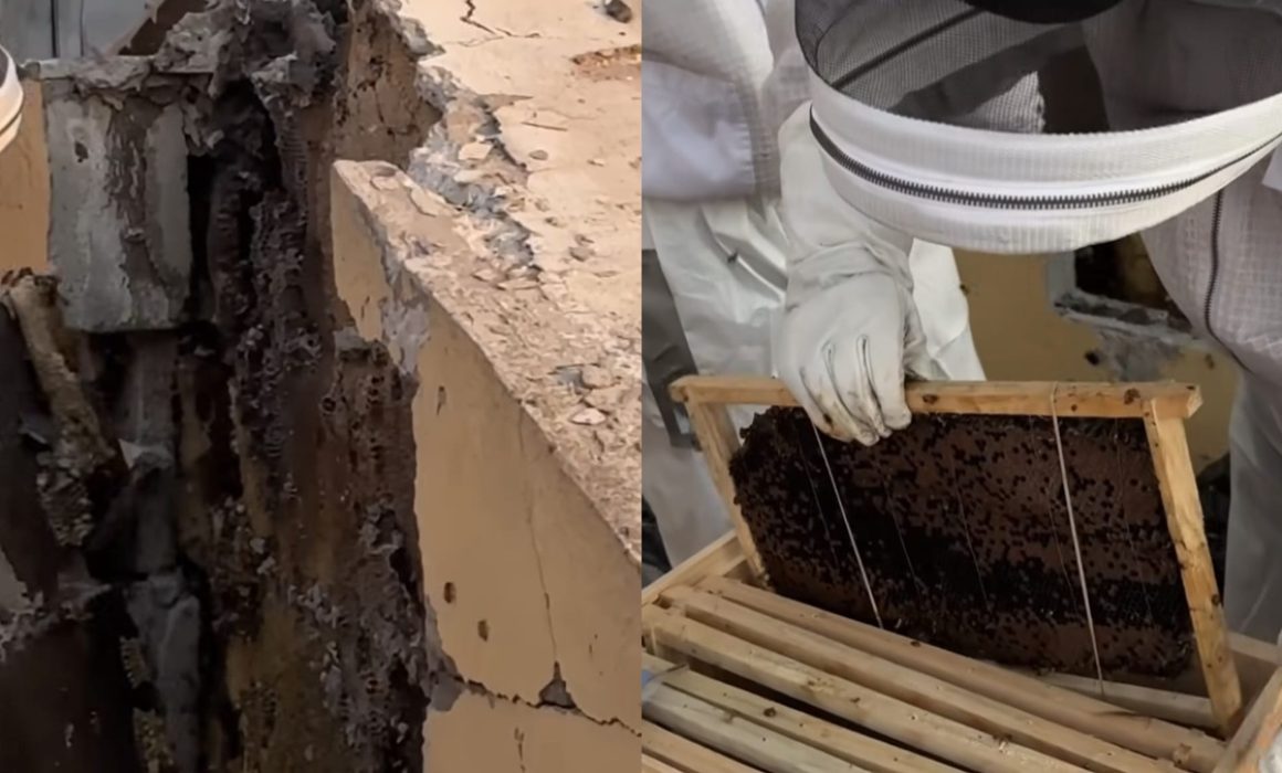 Salvan colonia de abejas en fraccionamiento de Tecámac