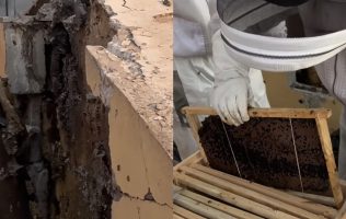 Salvan colonia de abejas en fraccionamiento de Tecámac