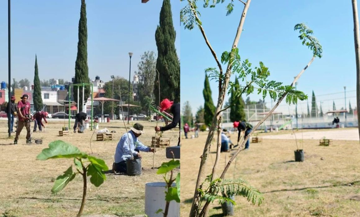 Siembra Tultepec 150 árboles en zonas públicas