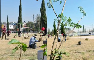 Siembra Tultepec 150 árboles en zonas públicas