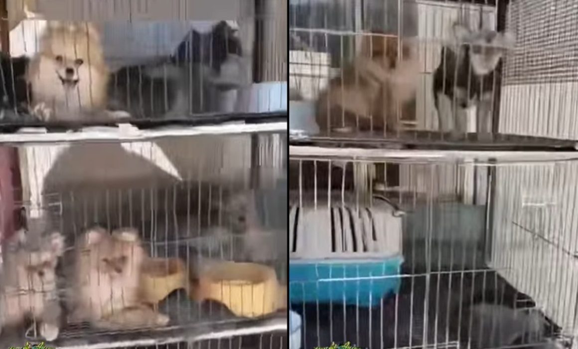 Solicitan apoyo urgente de CEPANAF por canes encerrados en Chimalhuacán
