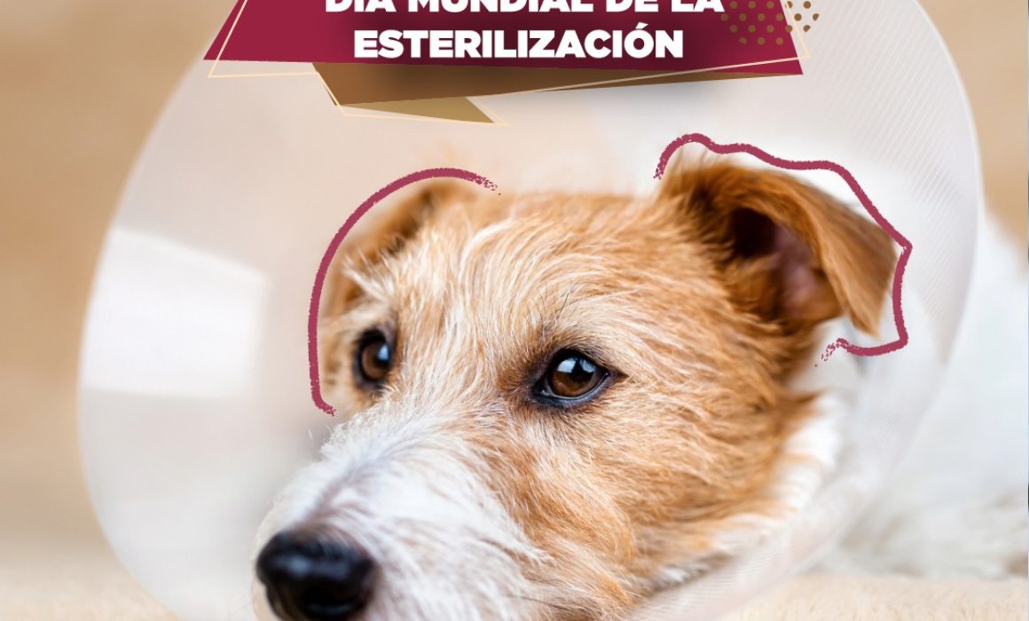 Suma Edomex en Día de Esterilización 5 millones de perros