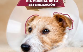 Suma Edomex en Día de Esterilización 5 millones de perros