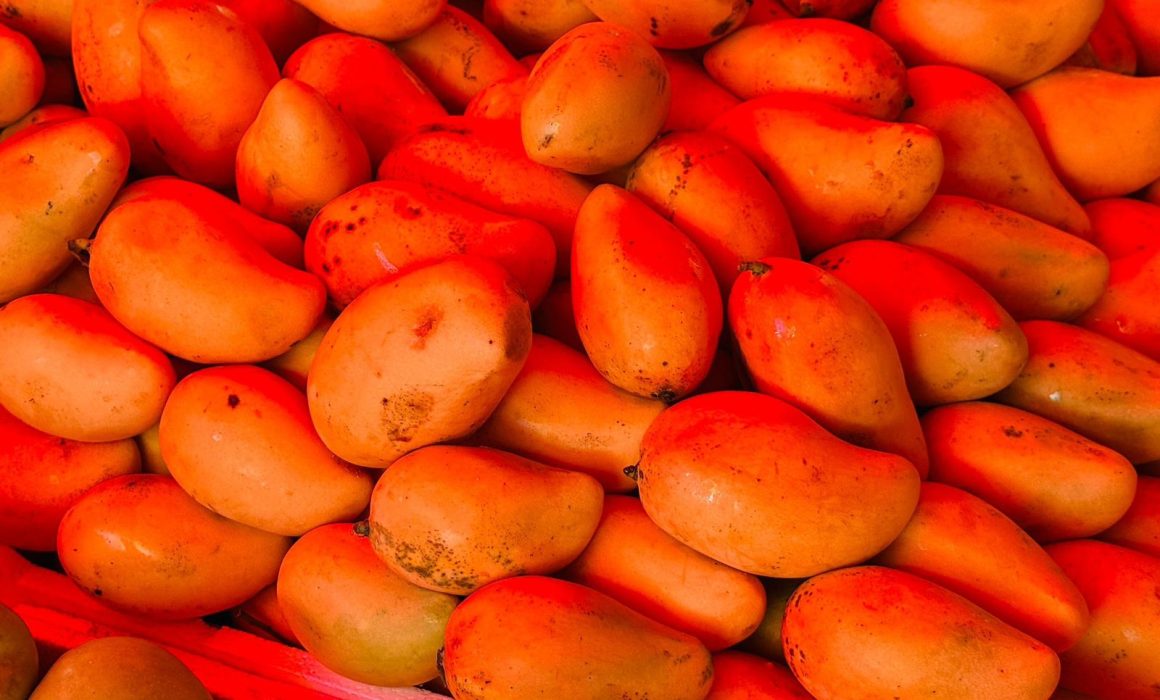 inicia temporada del mango en Metepec