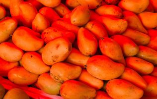 inicia temporada del mango en Metepec