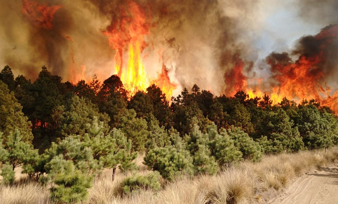 se agrava la crisis ambiental por incendios