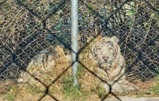 Aclaran autoridades de Ocoyoacac incidente con leones en reserva