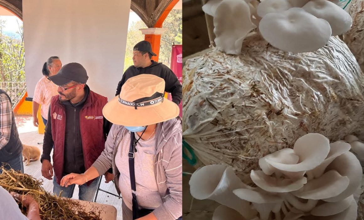 Apuesta el campo mexiquense por la producción de hongos