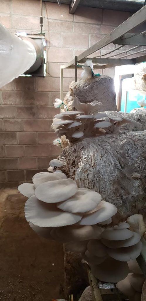 Foto: Secretaria del Campo/ Z'etas Hongos Frescos